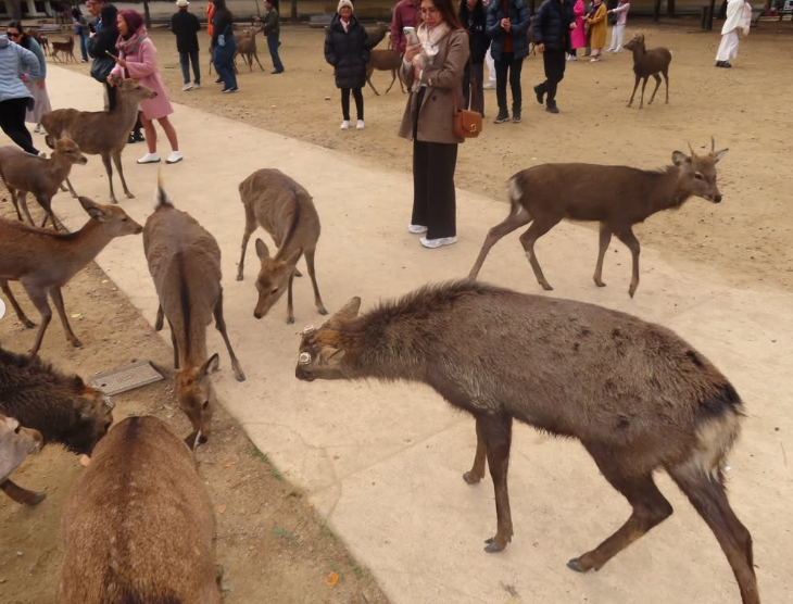 Nara